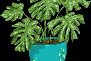 揭秘国产探花平台内容运营机制 - 成长指南，全国探花用的app是什么